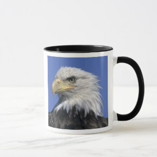 Bald Eagle (Haliaeetus leucocephalus), wild, Mok