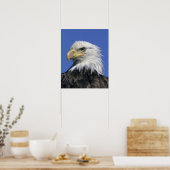 Bald Eagle (Haliaeetus leucocephalus), wild, Poster (Keuken)