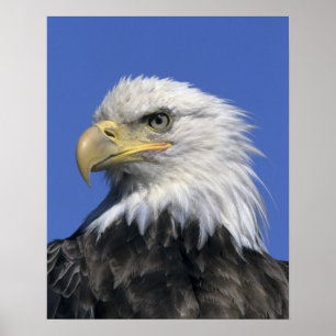 Bald Eagle (Haliaeetus leucocephalus), wild, Poster
