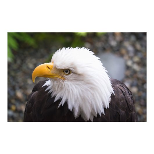 Bald Eagle Head Foto Afdruk (Voorkant)