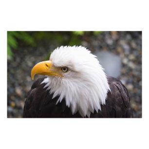 Bald Eagle Head Foto Foto Afdruk