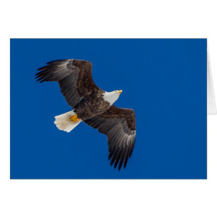 Bald Eagle in Blue Sky