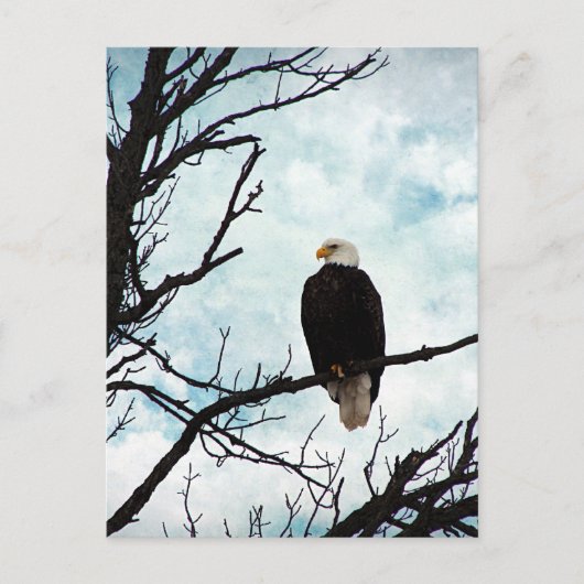 Bald Eagle in een boom met een blauwe hemel en wol Briefkaart (Voorkant)