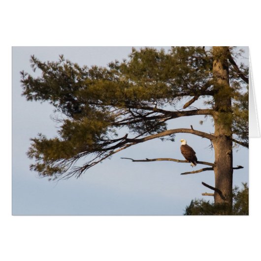 Bald Eagle in een pineboom (Voorkant Horizontaal)