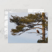 Bald Eagle in een pineboom Briefkaart (Voorkant / Achterkant)