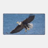 Bald eagle in flight (Recto)