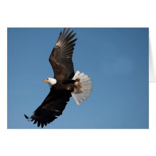 Bald Eagle in Flight