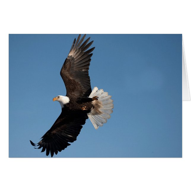 Bald Eagle in Flight (Voorkant Horizontaal)