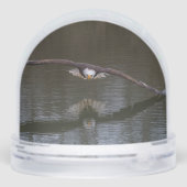 Bald Eagle in Flight (Arrière)