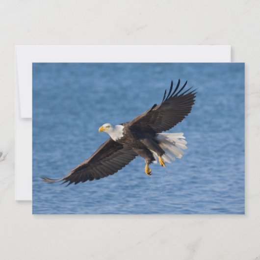 Bald eagle in flight bedankkaart (Voorkant)