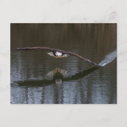 Bald Eagle in Flight Briefkaart (Voorkant)