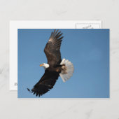 Bald Eagle in Flight Briefkaart (Voorkant / Achterkant)