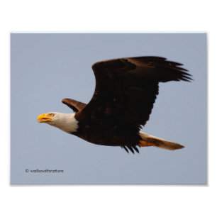 Bald Eagle in Flight Foto Afdruk