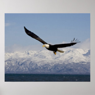 Bald Eagle in Flight, Haliaeetus leucocephalus, 3 Poster