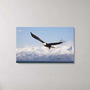 Bald Eagle in Flight, Haliaeetus leucocephalus, 4 Canvas Afdruk