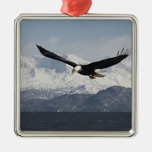 Bald Eagle in Flight, Haliaeetus leucocephalus, Metalen Ornament (Voorkant)