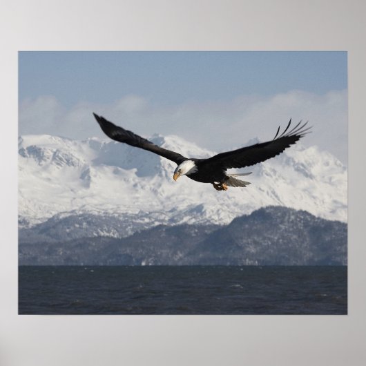 Bald Eagle in Flight, Haliaeetus leucocephalus, Poster (Voorkant)