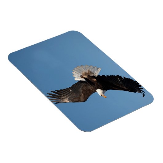 Bald Eagle in Flight Magneet (Rechterzijde)