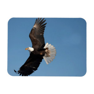 Bald Eagle in Flight Magneet