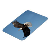 Bald Eagle in Flight Magneet (Linkerzijde)