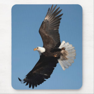 Bald Eagle in Flight Muismat