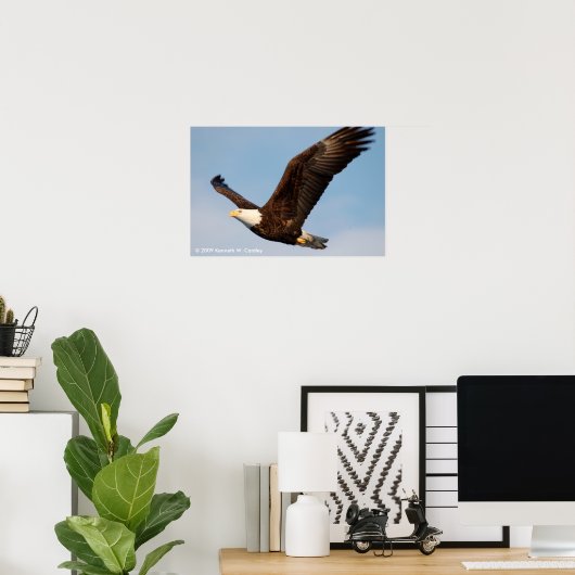 Bald Eagle in Flight Poster (Thuiskantoor)