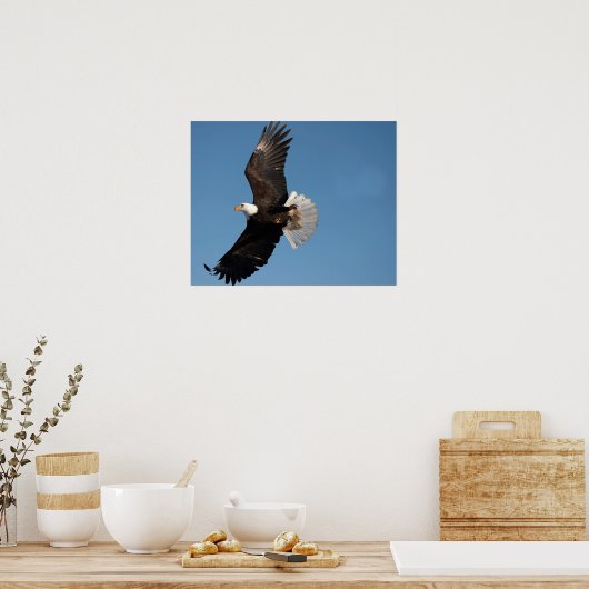 Bald Eagle in Flight Poster (Keuken)