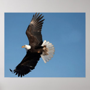 Bald Eagle in Flight Poster