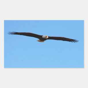 Bald Eagle in Flight Rechthoekige Sticker