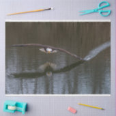 Bald Eagle in Flight Tissuepapier (Craft)