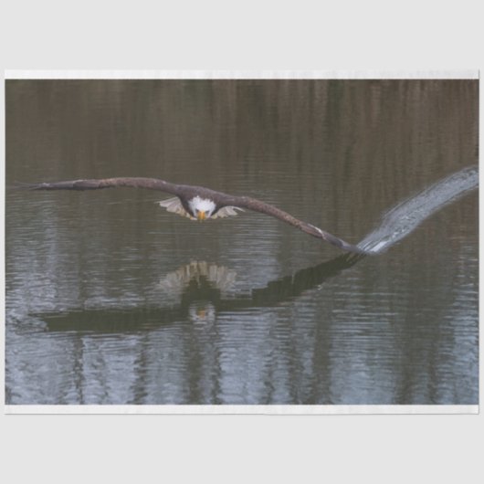 Bald Eagle in Flight Tissuepapier (Voorkant)
