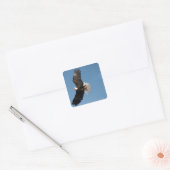 Bald Eagle in Flight Vierkante Sticker (Envelop)