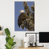 Bald Eagle in Pine Yellowstone National Park Poster (Thuiskantoor)