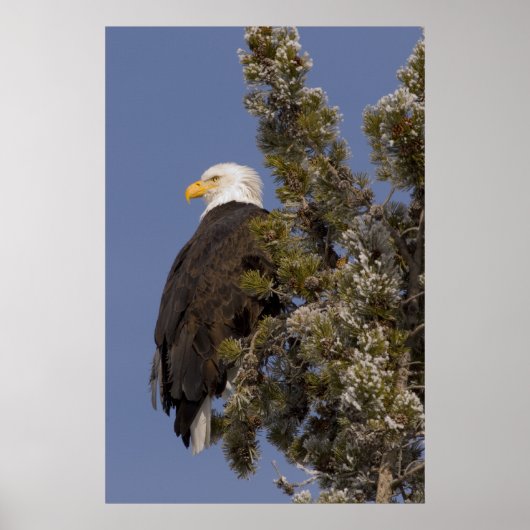 Bald Eagle in Pine Yellowstone National Park Poster (Voorkant)