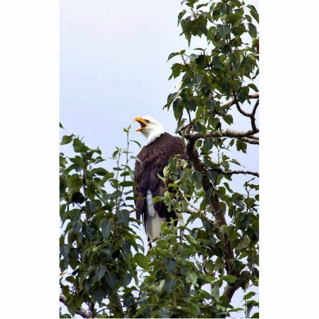Bald Eagle in Tree Staand Fotobeeldje (Voorkant)