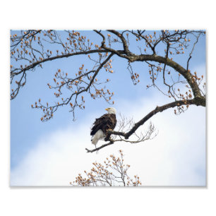 Bald Eagle in Tulp Tree Foto Afdruk