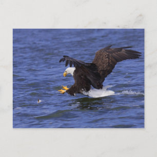 Bald Eagle IV Briefkaart
