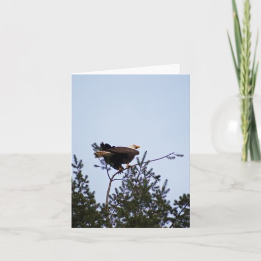 Bald Eagle Kaart (Voorkant)