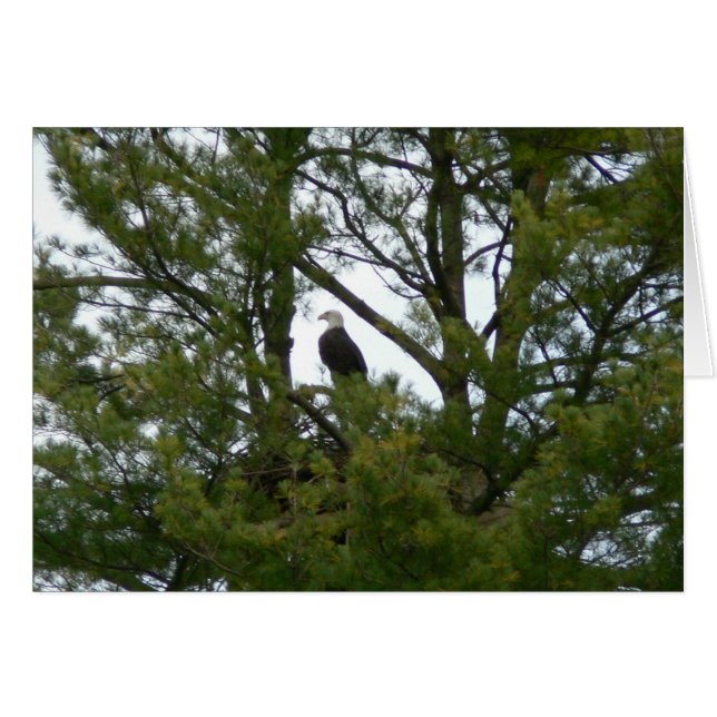Bald Eagle-kaart (Voorkant Horizontaal)