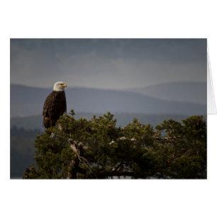 Bald Eagle Kaart
