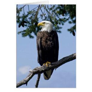 Bald Eagle - kaarten