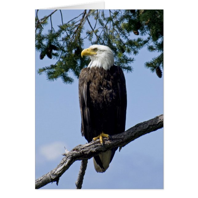Bald Eagle - kaarten (Voorkant)