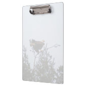 Bald Eagle Klembord (Links)