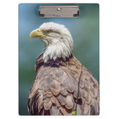 Bald Eagle-klembord Klembord (Voorkant)