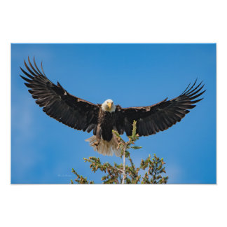 Bald Eagle Landing Foto Afdruk