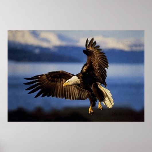 Bald Eagle Landing poster (Voorkant)