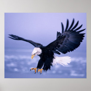 Bald Eagle Landing Wings, verspreid in een Storm, Poster