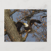 Bald Eagle Launch Briefkaart (Voorkant)