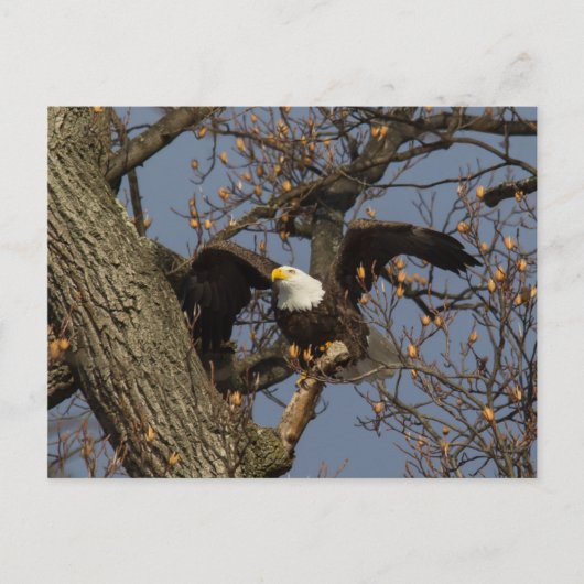 Bald Eagle Launch Briefkaart (Voorkant)