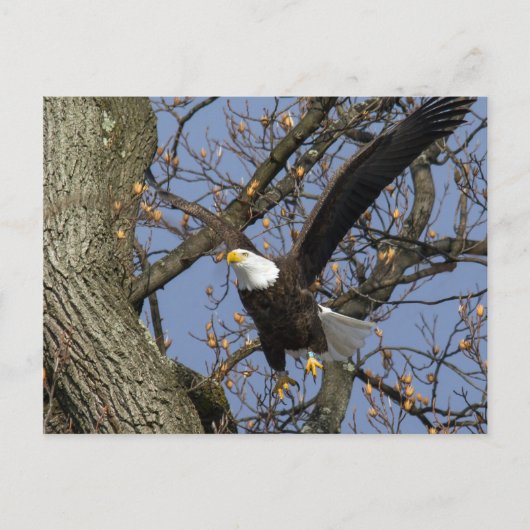 Bald Eagle Leap Briefkaart (Voorkant)
